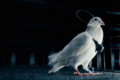 Российский стартап Neiry устанавливает на птиц нейроимпланты и камеры для разведывательных и наблюдательных целей