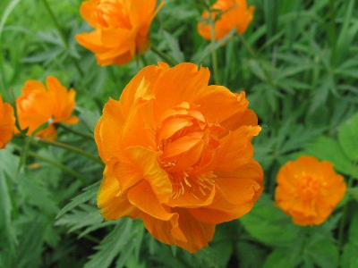 Викторина Бабра. Отметим Рождество козно!