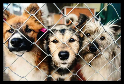 От самовыгула к самосуду: собаки держат в страхе жителей столицы Бурятии